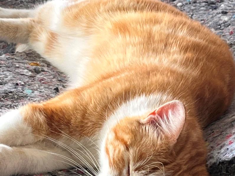 Monsieur Fifi est testeur officiel d'isolant en coton chez Ouateco