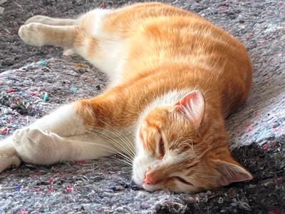 Monsieur Fifi, testeur de panneaux isolants chez Ouateco